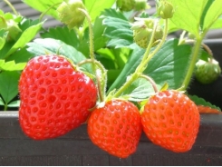 6 Tips for Better Results Growing Strawberries