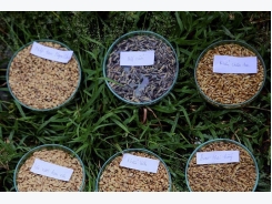 Specialty rice: the path from the gene bank to the market