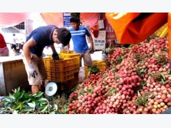 Lychee production brings revenue of US$233 million to Bac Giang farmers