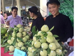 Festival honours Chi Lang custard apple in Lang Son