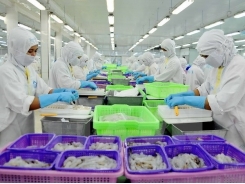 UK tops importers of Vietnam’s prawn in EU in 2016