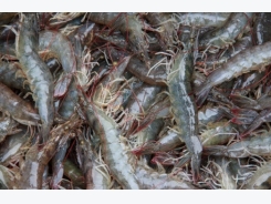 Farmed shrimp can thrive on soy and canola meal blend: Malaysian team