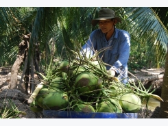 Việt Nam pushes up fruit exports