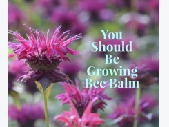 What You Need to Know About the Bee Balm Plant