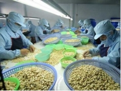 Cashew sector may miss export target