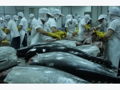 Tuna exports continue to rise
