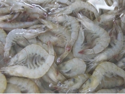 Ecuadorian shrimp prices to China under pressure from weaker yuan, competition