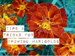 Growing Marigolds: Tips and Tricks