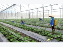 Hi-tech agriculture enterprises face difficulties in borrowing