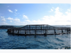 6 Good, Bad and Surprising Facts About Aquaculture