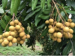 Sơn La Province to export longans to US