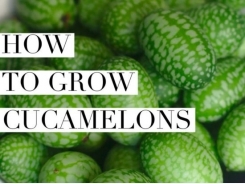 How To Grow Cucamelon