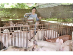 Vietnam strive to curb antibiotic in animal breeding