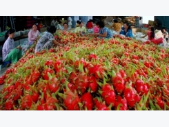 Measures to promote exports of vegetables and fruits