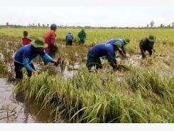 Early floods threaten Mekong rice fields