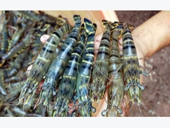 Over 90 countries import Ca Mau shrimps