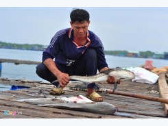 Gần 90 tấn cá bè trên sông Chà Và ở Vũng Tàu lại chết ồ ạt