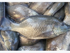 Optimizing tilapia biofloc technology systems, part 2