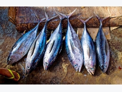WWF finds recent tuna certification 