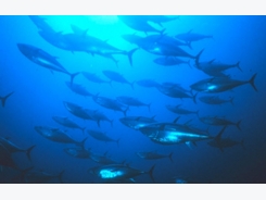 Feds say Pacific bluefin tuna population overfished, but not endangered