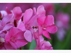 How to Grow Oleander