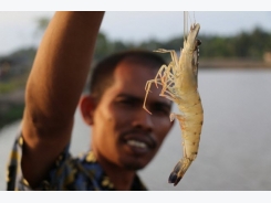 Loans offered to shrimp farmers cooperating with enterprises