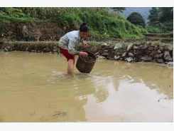 Thu nhập cao từ mô hình kết hợp nuôi cá, ốc trong ruộng lúa