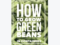 How to Grow Great Green Geans In Containers