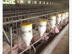 Vietnam to ban antibiotics in livestock farming