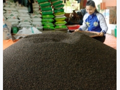 Sneaky Chinese buyers swaying Vietnam’s pepper prices