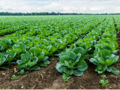 Nitrogen procedure for a cabbage crop