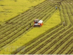 Quang Nam successful in restructuring agricultural sector