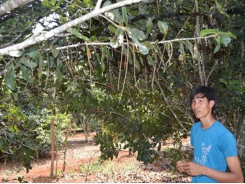 Farmers anxious about future yield of macadamia nut production