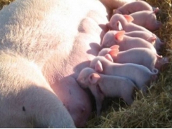Smart sow feeding leads to better piglet survival
