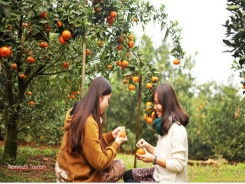 Cao Phong district develops orange orchard tourism