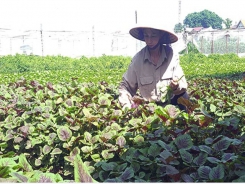 Vietnam’s organic farming expansion faster than world average