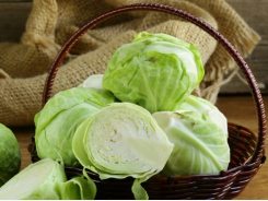Cabbage basics: nitrogen & soil balance