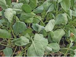 How to harden seedlings