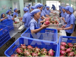 Vietnam may earn 4.7 billion USD from fruit, veggie exports in 2018