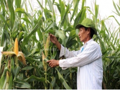 Farmers optimistic about genetically modified maize