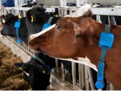 Vi khuẩn đường ruột ở gia súc đóng góp cho phát thải khí nhà kính