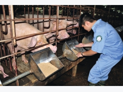 Trang trại nuôi heo đặc biệt