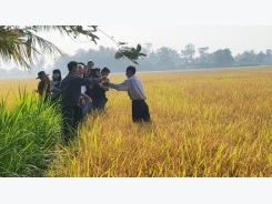 Nông dân lãi hơn 50 triệu đồng/ha nhờ trồng lúa sạch