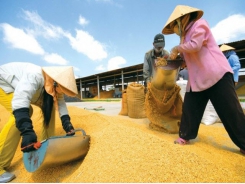 Revenue from rice exports sees year-on-year increase of 32 percent