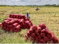 Cần Thơ eyes rice exports to China