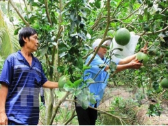 Bến Tre rice farmers switch to other crops