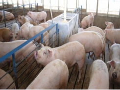 Maschhoffs launches farm-to-table pig production experience