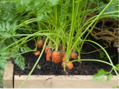Expert Tips for Growing Carrots and Parsnips