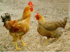 Bổ sung cỏ Stylo giúp tăng năng suất gà Lương Phượng