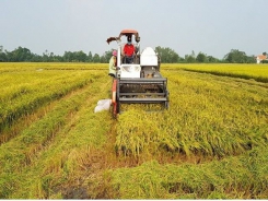 Rice exports to China plummet in H1
